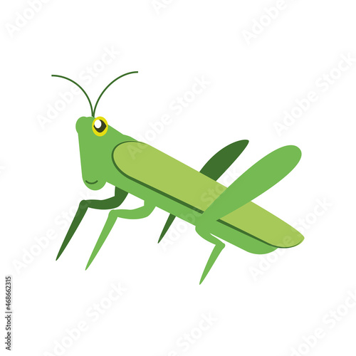 green cricket insect