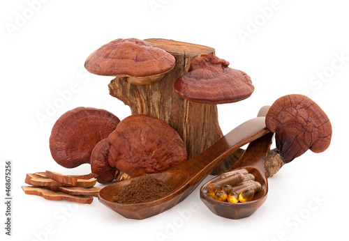 Ganoderma Lucidum or reishi , lingzhi mushroom isolated on white background with clipping path.