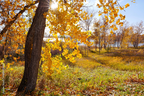 A pretty Fall scene at Cherry Creek State Park in Colorado with the sun shining through a large Cottonwood tree and a rolling meadow below leading to the lake reservoir.