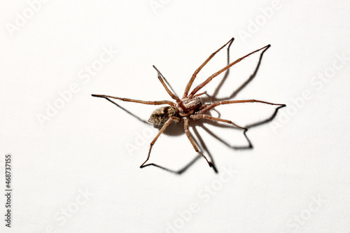 Predatory spider isolated on white background. Tegenaria agrestis. Large representative of the domestic arachnid. Fear or phobia of spiders. 8 legs. With a shadow. Close-up. Copy space. Studio photo