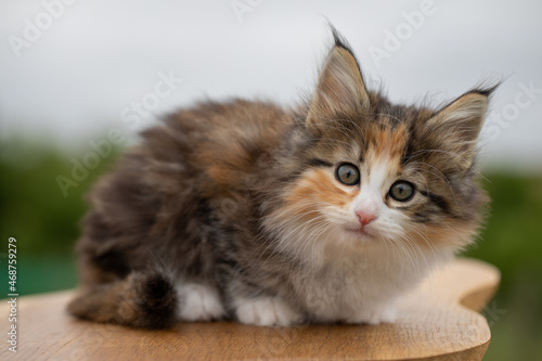 Norwegian forest cat, kitten,