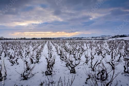 Snowed landscape of vineyards in Beaujolais land, France