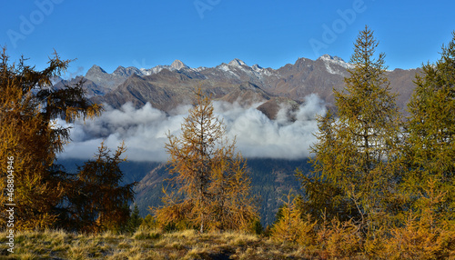 Herbstlicher Lärchenwald vor Texelgruppe, Südtirol, Italien, Autumn larch forest in front of the Texel Group, South Tyrol, Italy