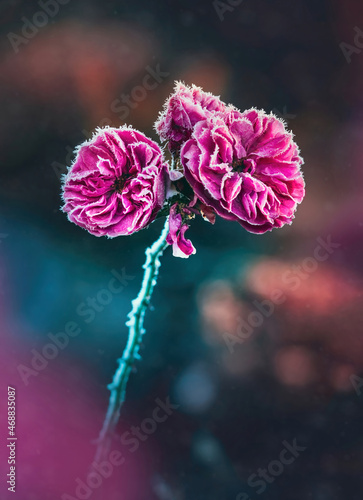 Macro of three pink rose flowers covered with first late Autumn or early Winter frost. Captured in November. Shallow depth of field, soft focus and foreground blurred scenery
