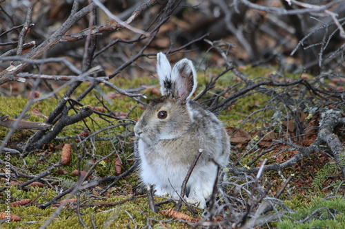 Snowshoe hare (Lepus americanus) in spring molt