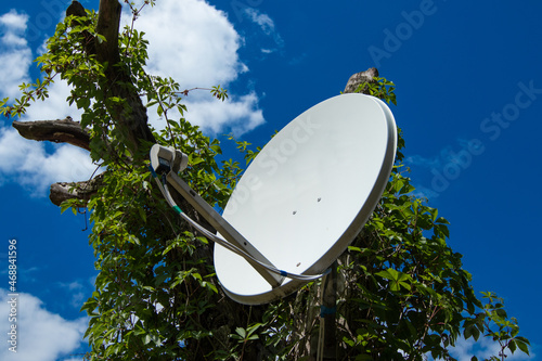 Satellite dish mounted on a tree