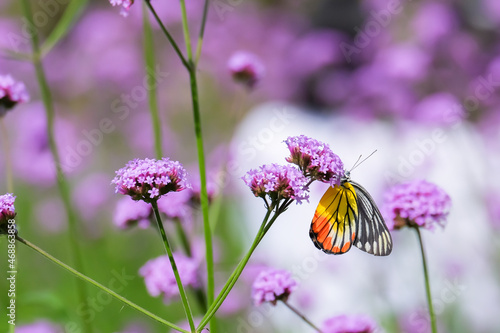 The Painted Jezebel butterfly (Delias hyparete) on Verbena flower, Beautiful butterfly with colorful wing, image with a soft focus.