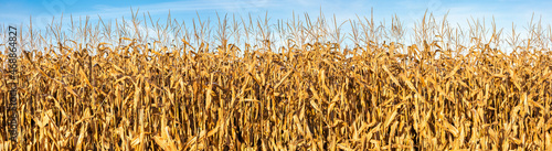 Wisconsin cornfield with a blue sky in October