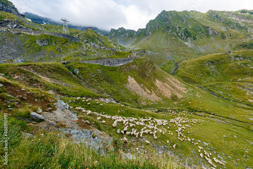 A herd of sheep at the transfaragasan in the carpathian of romania