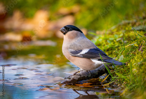 Female bullfinch in close-up sitting on a stick sticking out of the pond and drinking water
