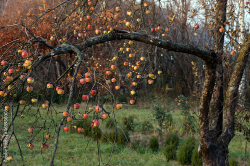 zimowe jabłka na drzewie jesienią
