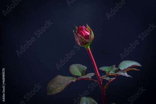 A beautiful red rosebud on a dark background.