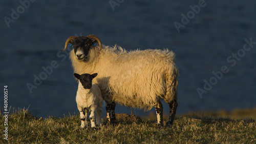  A sheep with a little sheep in the glow of the setting sun.