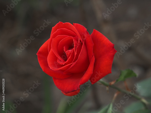 Red rose photo in the garden