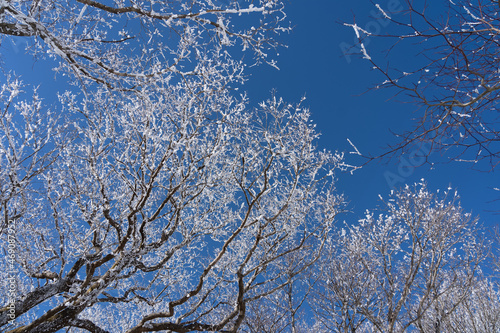 파란 하늘을 배경으로 눈꽃 핀 나무들이 서있다. 