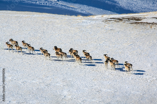 Herd of wild Argali mountain sheep is moving to a new pasture.