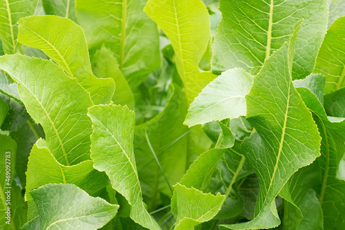 Green horseradish leaves (Armoracia rusticana) in sun rays