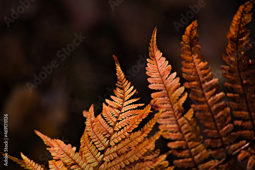 Uwiędły liść paproci . Jesień , barwa . A withered fern leaf. Autumn, color. 