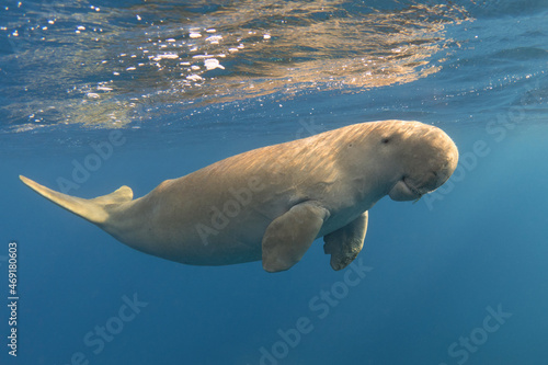 Calm dugong near the ocean surface. Cute marine animal. Rare sea mammal (Dugong dugon)