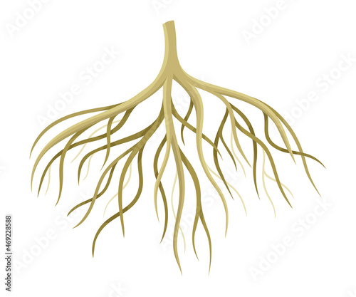 Tree rootstalk, bush or shrub root system. Botany or dendrology design element vector illustration