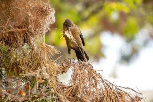 Great-tailed Grackle (female) sitting on a tree and collects spruce needles with cobweb for a nest. 