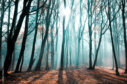 mgła o poranku w lesie w promienie słońca