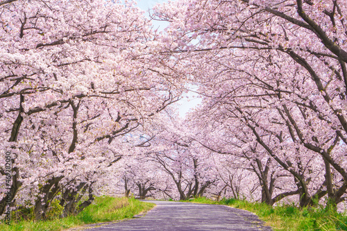 満開の桜並木