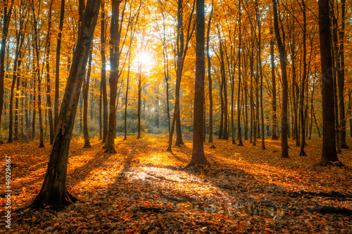 Orange autumn forest illuminated by the sun