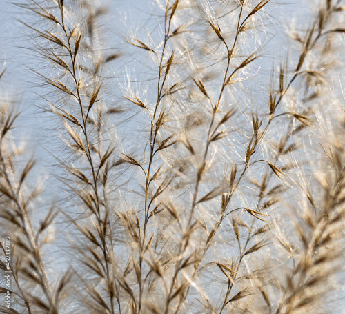Miskant chiński trawa z bliska, zdjęcie macro, tło botaniczne