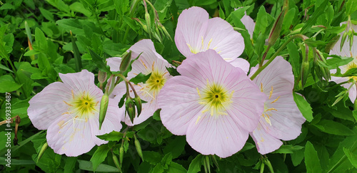 A bush of pink oenothera or evening primrose flowers. Panorama.