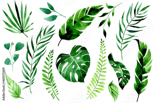 watercolor drawing. set of tropical leaves and branches. green leaves of palm, monstera, banana leaves on a white background. jungle plants, rainforest.