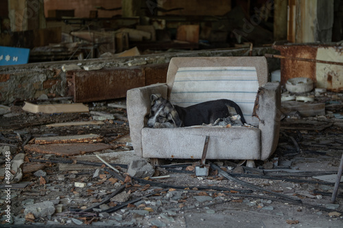 Homeless dogs in a destroyed store in Chernobyl