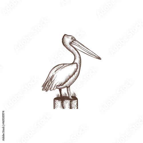 Vintage Pelican Hand Drawing Vector, Cross Hatching Pelican Vector Illustration Isolated Silhouette Image 