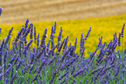 Blossom of yellow sunflowers and purple lavender plants on fields in Provence, France