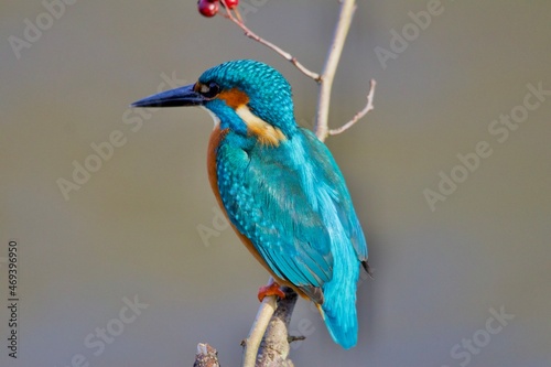 Kingfisher colour