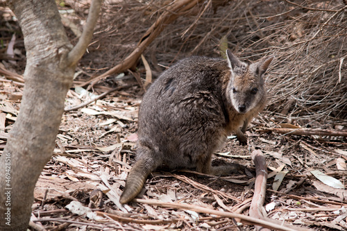 the tammar wallaby is small grey and tan with a striped tail