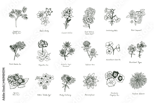 summer flowers vector line illustrations set