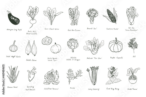 Vegetables healthy food line vector illustrations set