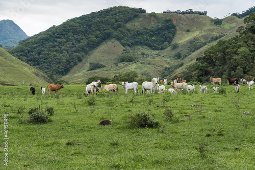 Cattle grazing in the pasture with mountains in the background. Oxen, cows and calves together. Sana, mountainous region of Rio de Janeiro