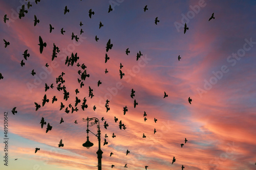 Pigeons flying in dramatic sunset sky
