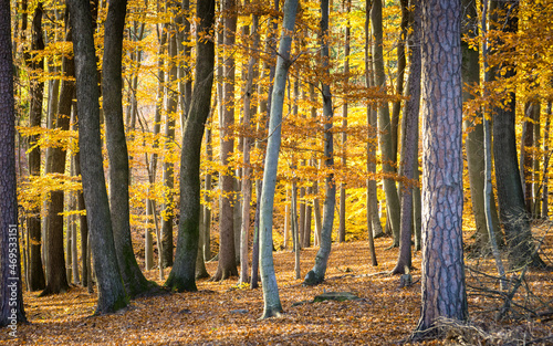  Warm autumn landscape - beautiful forest with the sun rays and golden trees