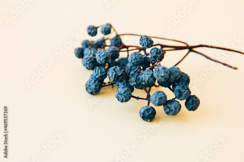 Blue dried sloe berries on branches on a yellow background with copy space. Autumn still life