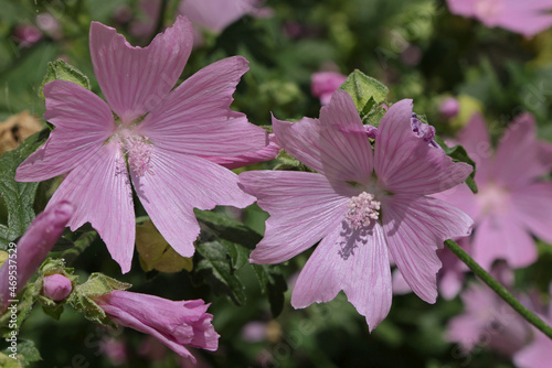 Malva alcea