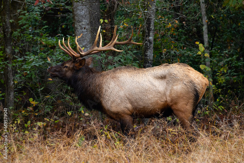 Large bull elk with a giant set of antlers bugling in the woods