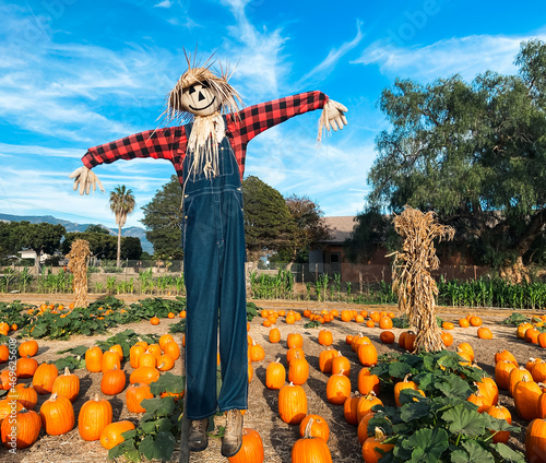 Pumpkin patch farm and a friendly looking scarecrow