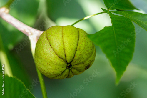 Schindelborkige Hickorynuss (Carya ovata)