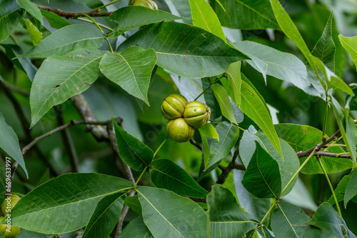 Schindelborkige Hickorynuss (Carya ovata)