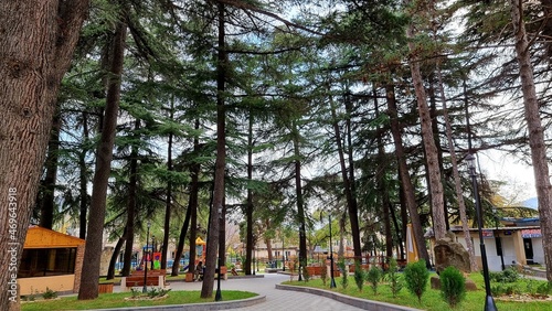 Trees in the park, Tbilisi, Georgia.