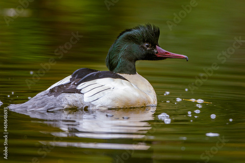 Gänsesäger (Mergus merganser) Männchen