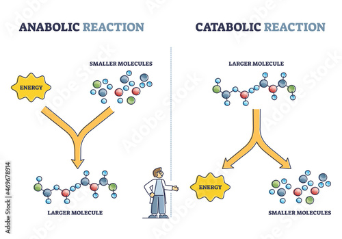 Anabolic vs catabolic reaction comparison in metabolism outline diagram. Labeled educational cellular ATP energy storage building up and breaking down bio chemical process cycle vector illustration.